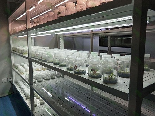 叶城植物组织培养实验室设计建设方案